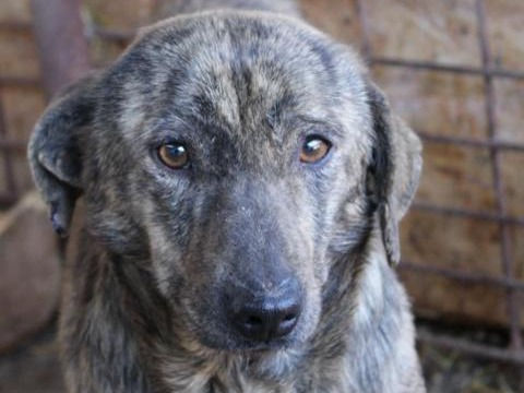 Hank - von Homeless Dogs Romania e.V.