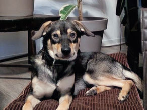 Liam - unser Schmusebär