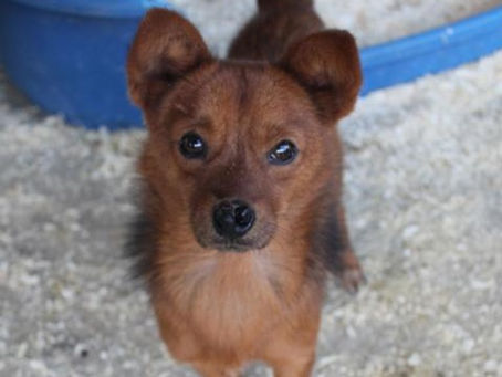 Pepe - von Homeless Dogs Romania e.V.