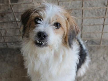 Apollo - von Homeless Dogs Romania e.V.