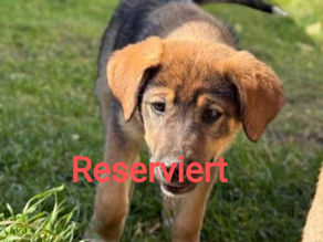 Pheobe – Team Luana