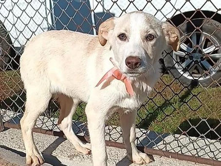 Sena - von Homeless Dogs Romania e.V.