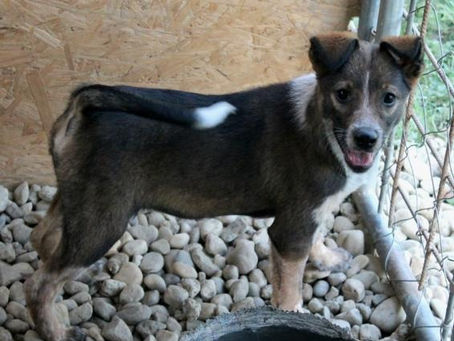 Pixie - von Homeless Dogs Romania e.V.