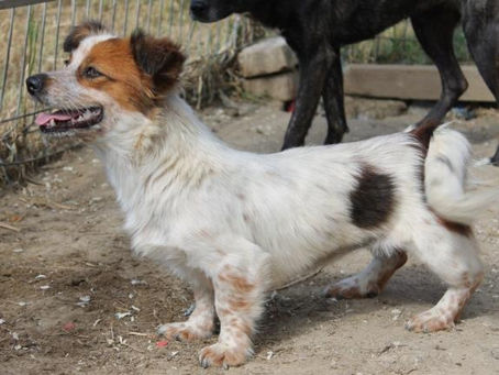 Lillit - von Homeless Dogs Romania e.V.