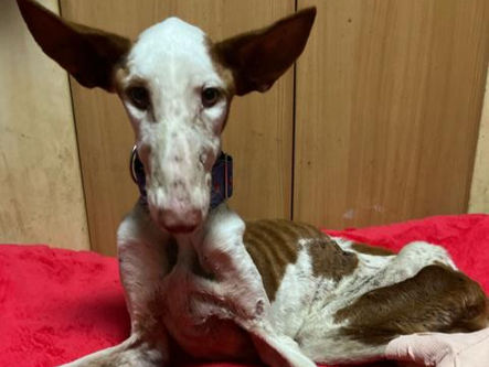Adopta Madridejos - Rocío und ihr Team haben einen neuen sehr schweren Notfall - Eva