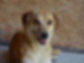 Eliza - von Homeless Dogs Romania e.V.