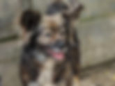 Cookie – Team Luana