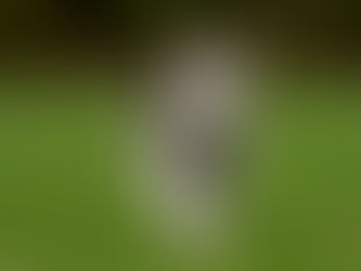 Yuki – Bezaubernde Husky-Schönheit