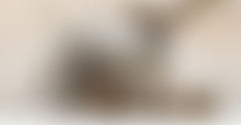 Wir starten ein neues, sehr wichtiges          Projekt - Kastrationen! 