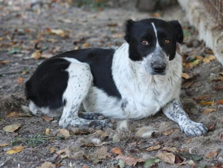 Agona - von Homeless Dogs Romania e.V.