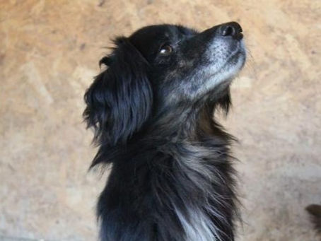 Munchkin - von Homeless Dogs Romania e.V.