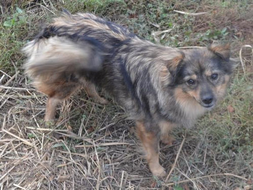 Liberty - von Homeless Dogs Romania e.V.