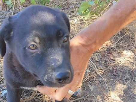 Bolo: mopsfidel!