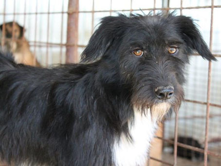 Hulio - von Homeless Dogs Romania e.V.