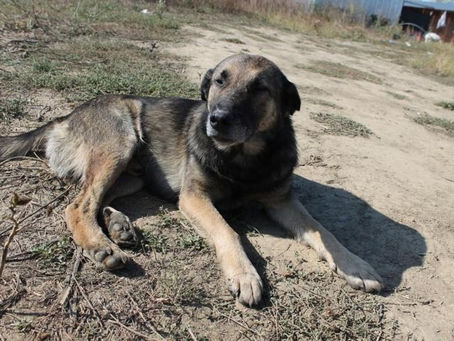 Bearle - von Homeless Dogs Romania e.V.