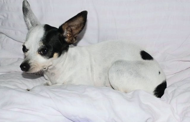 Debby – unser zartes Mini-Mäuschen