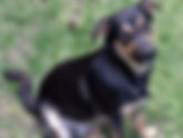 Lulu - Team Iuliana