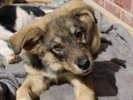 Olly - von Homeless Dogs Romania e.V.