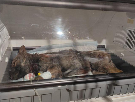 Der kleine Joshua wurde lebensgefährlich verletzt!😢