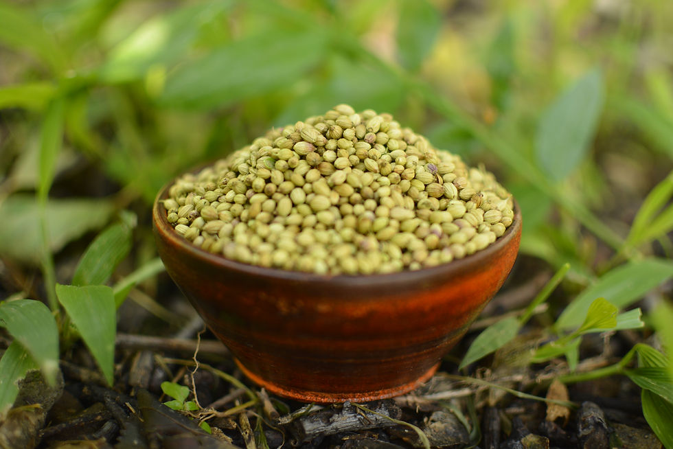 Himalayan Prajnaa Farm Coriander in Bowel