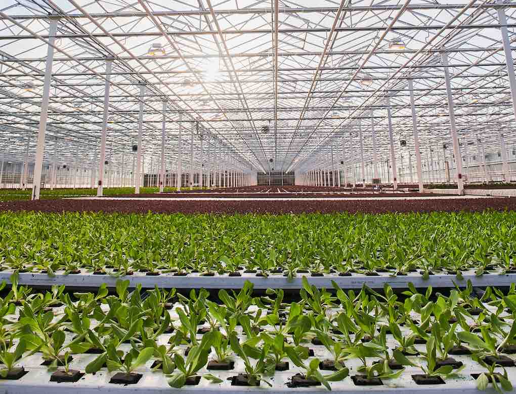 Что Выгодно Выращивать На Продажу