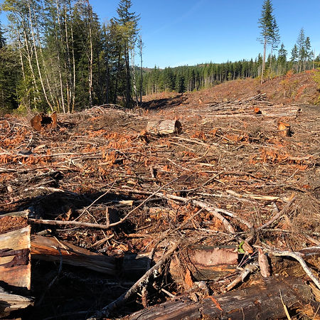 logging, mount prevost.jpg