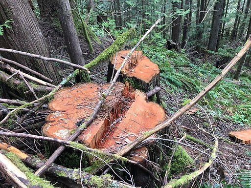 North Cowichan considers suite of measures to stop tree poaching