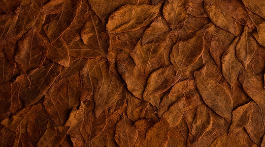 brownn leafs 2.jpg