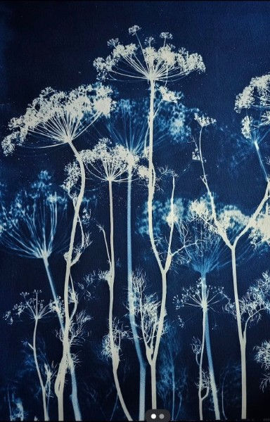 Cyanotype/ Sun Printing Workshop
