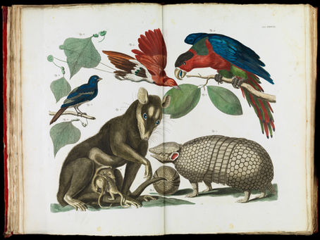 Invitaciones para una mirada animal de la historia