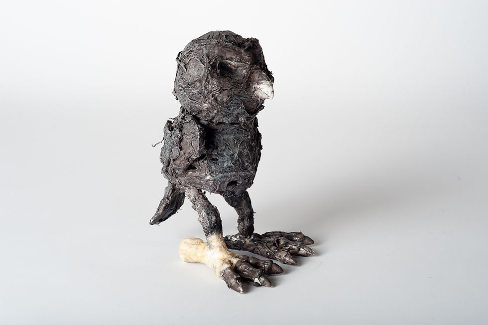 my rotten pets sam the little owl side view