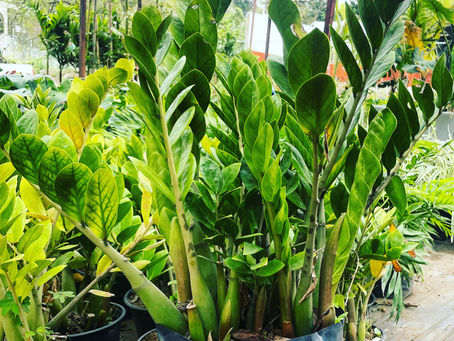 Cuidados Zamioculka / Zz Plant