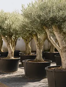 arboles tampico olivo aceitunero tronco grueso