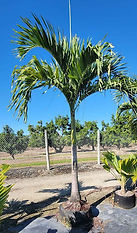 Palma Kerpis planta ornamental