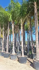 Palma Coco Plumoso planta ornamental