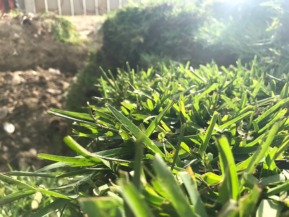 Pasto en Rollo San Agustin