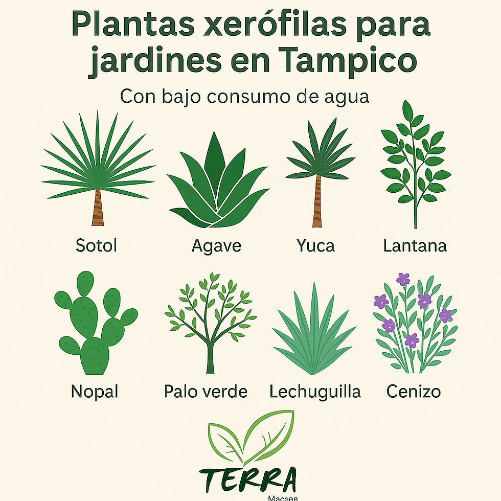🌵Consejos para elegir plantas nativas de Tamaulipas: jardines xerófilos ideales para Tampico