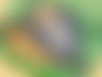 ダイエットに魚はオススメなのか?