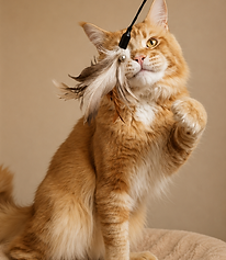 Leo Saripraide EE, Maine Coon male from Saripraide*EE cattery