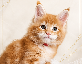 Finik Saripraide EE, Maine Coon kitten, Estonia
