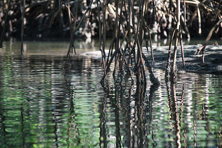 Mangrove