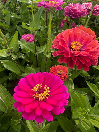 Vibrant zinnia flowers in shades of pink and red bloom, green leaves visible.