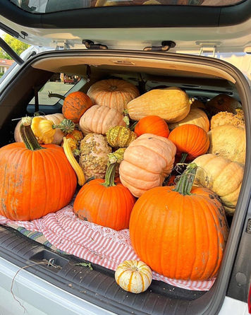 Car trunk filled with pumpkins and gourds on a fall day, Thompson Farm.