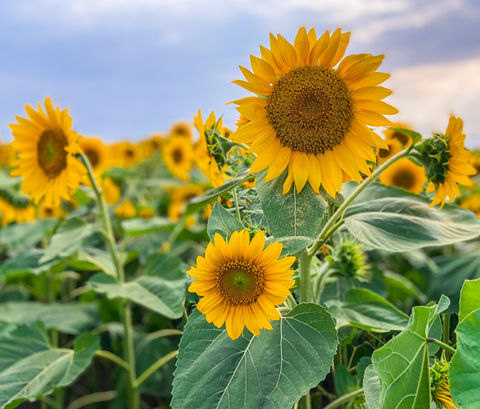 Bright yellow sunflowers with green leaves bloom under a cloudy sky background.