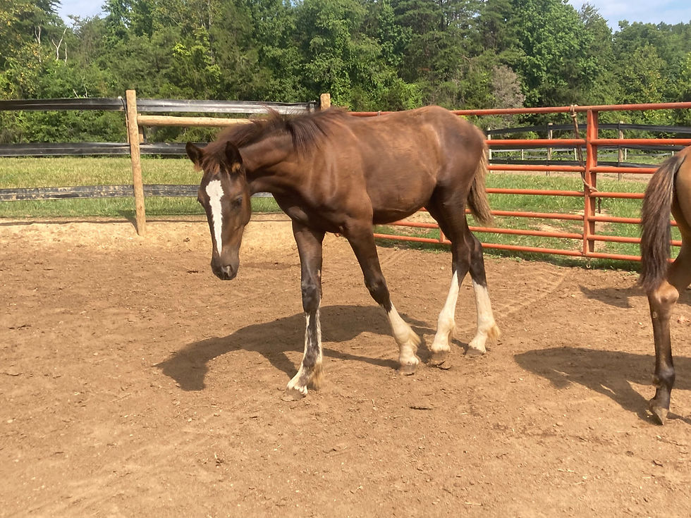 Thumbnail: VSH Marie Laveau 