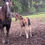 Thumbnail: Percheron x TB 2025
