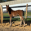 Thumbnail: Crimson Clover x Son Of A Gun Colt