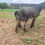 Thumbnail: Percheron x TB filly