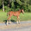 Thumbnail: Copycat Chloe x Tamerino filly