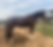 Thumbnail: Willow, 17.2H broodmare